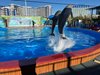 Дельфинарий в Севастополе получил лицензию на право содержания и использования дельфинов и морских котиков в культурно-зрелищных целях